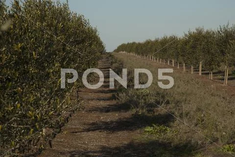 Olive field tree Stock Photos