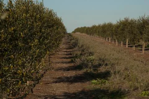 Olive field tree Stock Photos