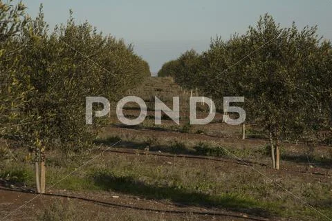 Olive field tree Stock Photos