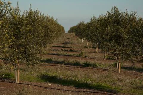 Olive field tree Foto stock