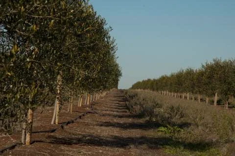 Olive field tree Foto stock