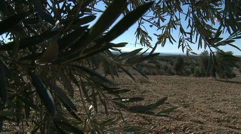 OLIVE FIELDS 7 Stock-Footage 982699