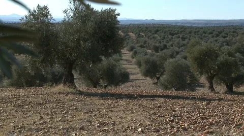 OLIVE FIELDS 7 Stock-Footage 982768
