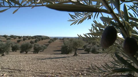 OLIVE FIELDS 7 Stock-Footage 982921