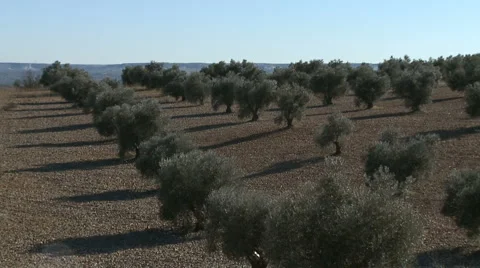 OLIVE FIELDS 7 Stock-Footage 982957
