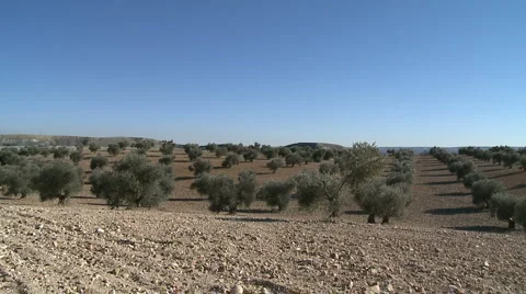 OLIVE FIELDS 7 Stock-Footage 983003