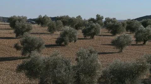 OLIVE FIELDS 7 Stock-Footage 983034