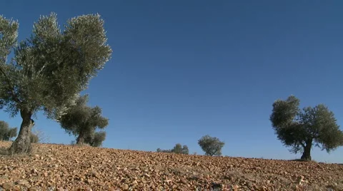 OLIVE FIELDS 7 Stock-Footage 983098