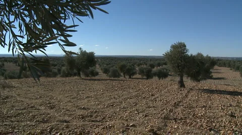 OLIVE FIELDS 7 Stock-Footage 983219