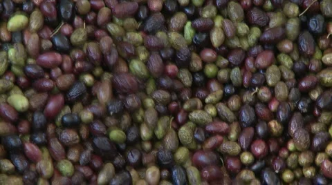OLIVE FIELDS 7 Stock-Footage 983316