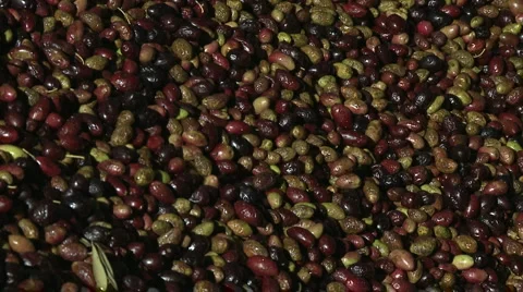 OLIVE FIELDS 7 Stock-Footage 983404