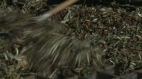 OLIVE FIELDS 7 Stock-Footage 987606