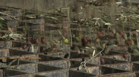 OLIVE FIELDS 7 Stock-Footage 987848