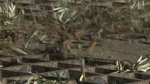 OLIVE FIELDS 7 Stock Footage 987859