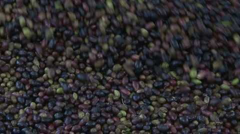 OLIVE FIELDS 7 Stock-Footage 987925