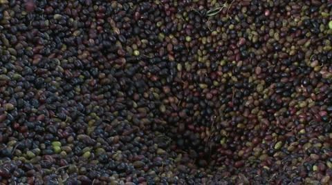 OLIVE FIELDS 7 Stock-Footage 987969