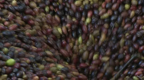 OLIVE FIELDS 7 Stock-Footage 988004