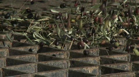 OLIVE FIELDS 7 Stock Footage 988051