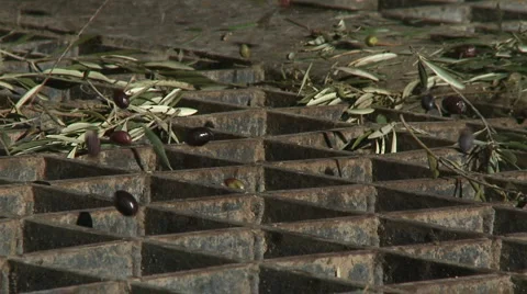 OLIVE FIELDS 7 Stock-Footage 988077