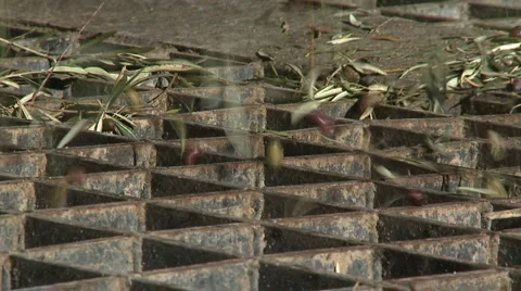 OLIVE FIELDS 7 Stock-Footage 988106