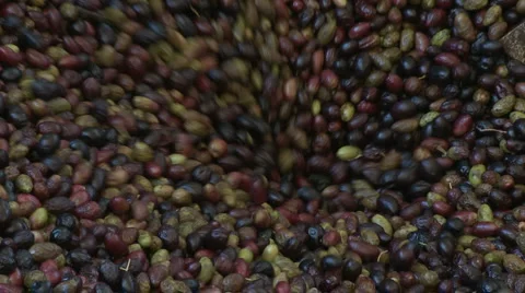 OLIVE FIELDS 7 Stock-Footage 990227