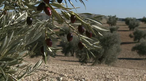 OLIVE FIELDS 7 Stock-Footage 990266