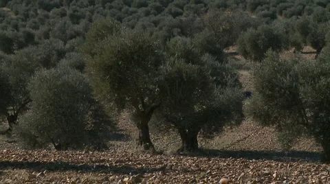 OLIVE FIELDS 7 Stock Footage 990276
