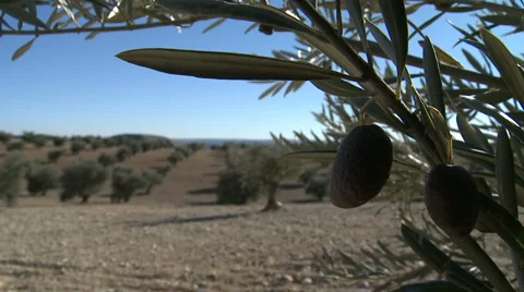 OLIVE FIELDS 7 Stock Footage 990281