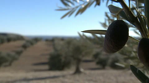OLIVE FIELDS 7 Stock-Footage 990291