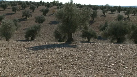 OLIVE FIELDS 7 Stock Footage 990304