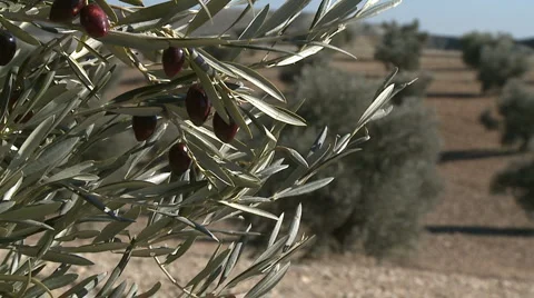 OLIVE FIELDS 7 Stock-Footage 990325