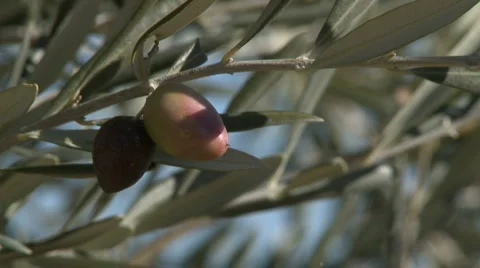 OLIVE FIELDS 7 Stock-Footage 990333