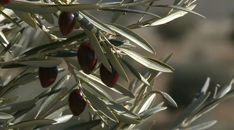 OLIVE FIELDS 7 Stock Footage 990335