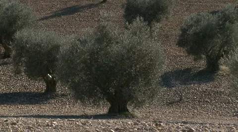 OLIVE FIELDS 7 Stock-Footage 990375