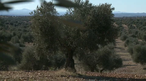 OLIVE FIELDS 7 Stock-Footage 990381