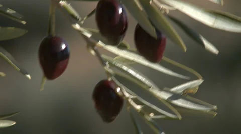 OLIVE FIELDS 7 Stock-Footage 990404