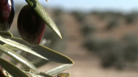 OLIVE FIELDS 7 Stock-Footage 990421