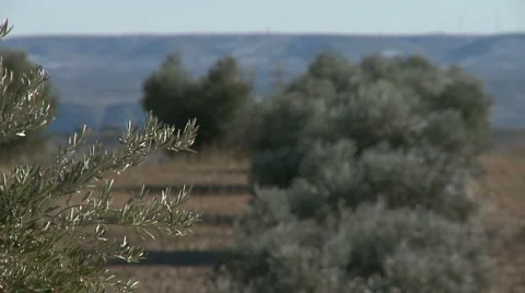 OLIVE FIELDS 7 Stock-Footage 990434