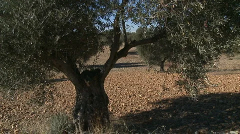 OLIVE FIELDS 7 Stock-Footage 990470