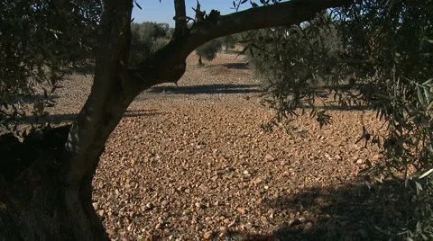 OLIVE FIELDS 7 Stock-Footage 990533