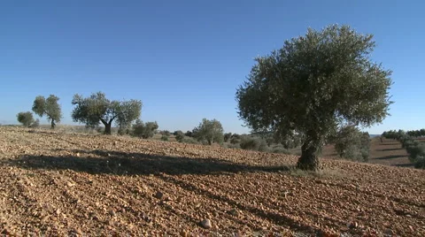 OLIVE FIELDS 7 Stock Footage 990560
