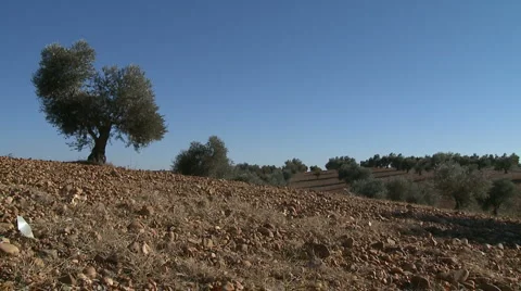 OLIVE FIELDS 7 Stock-Footage 990702