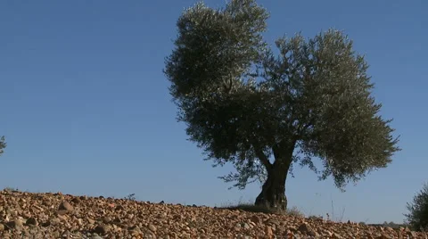 OLIVE FIELDS 7 Stock Footage 990717