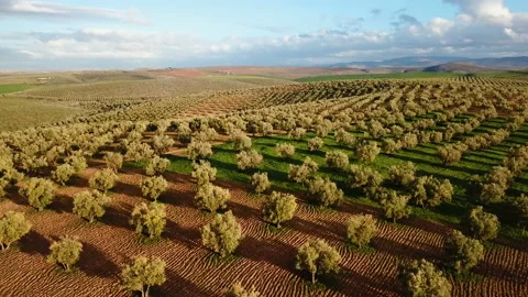 Olive fields in Morocco in aerial view Stock Footage 88245333