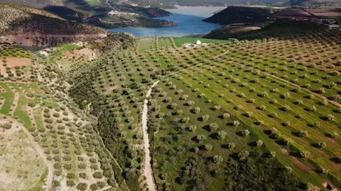 Olive fields in Morocco in aerial view Stock-Footage 88252725