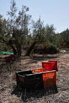 Olive fields prepared for the harvest, olives Stock Photos
