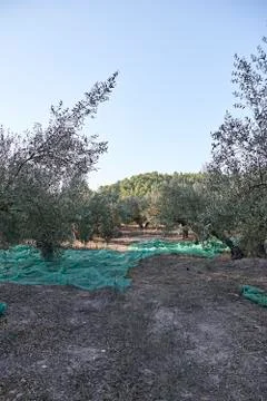 Olive fields prepared for harvest Stock Photos