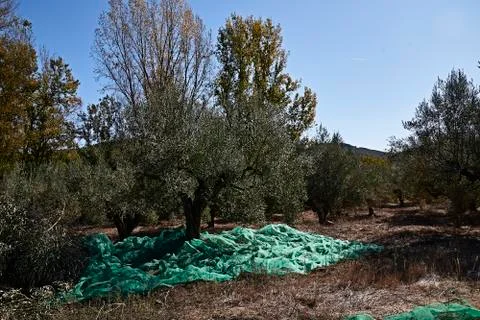 Olive fields prepared for the harvest, Stock Photos
