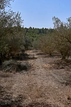 Olive fields prepared for the harvest, Stock Photos