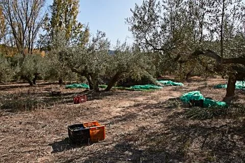 Olive fields prepared for the harvest Stock Photos